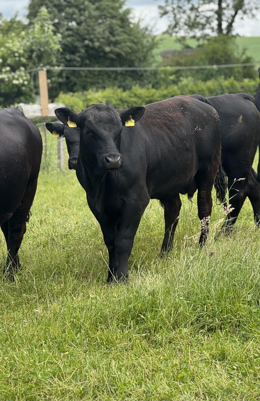 Rinder auf der Weide