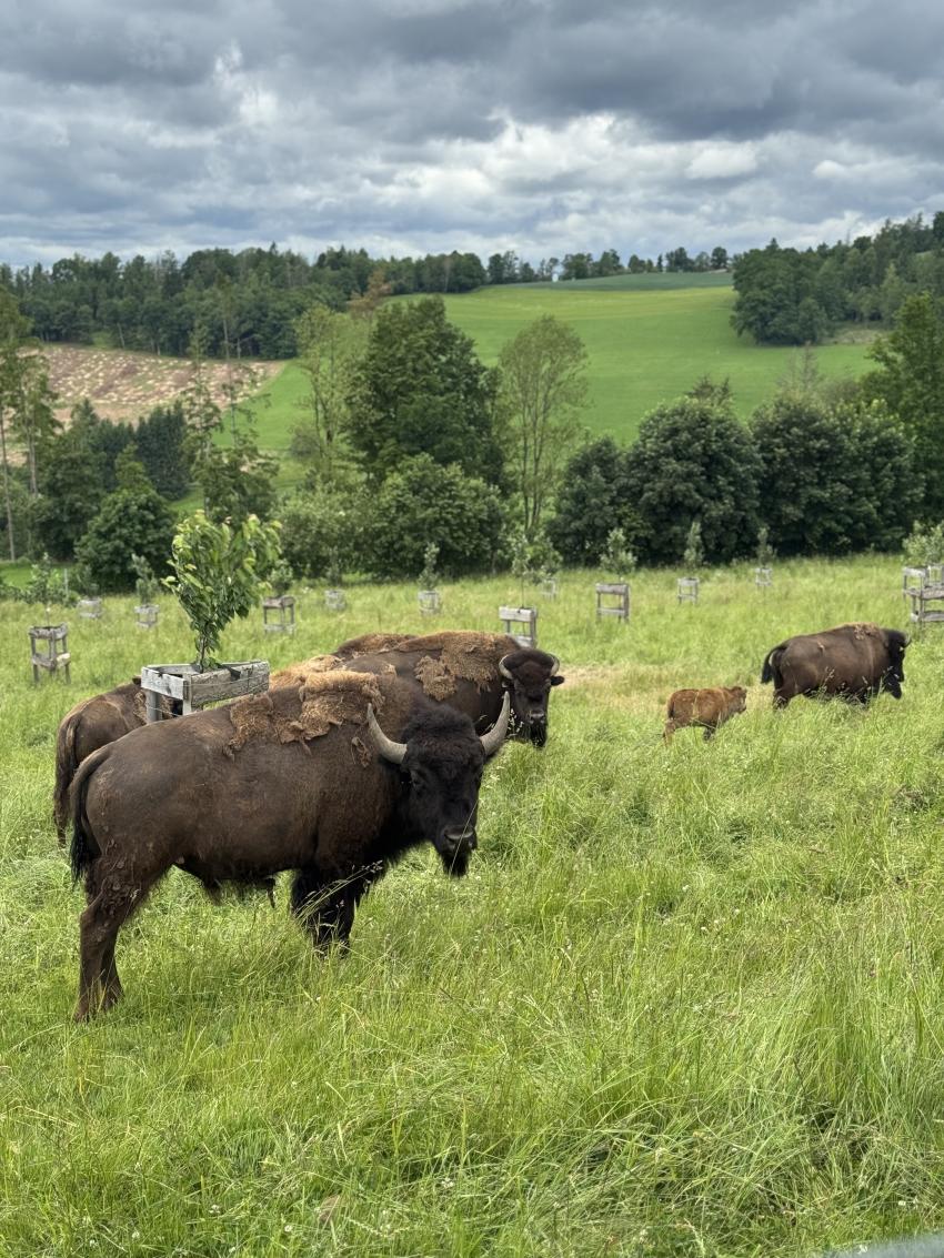 Bisons stehen auf der Weide zwischen den Streuobstbäumen.