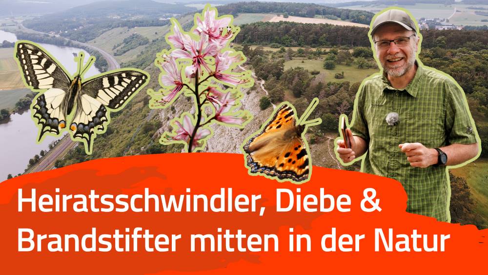 True Crime: Trockenheitsspezialisten im Naturschutzgebiet Grainberg
