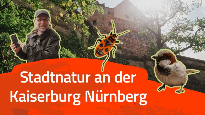 Tiere und Pflanzen rund um die Kaiserburg –Stadtnatur in Nürnberg