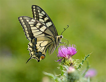 Biodiversitätsprogramm und Biodiversitätsstrategie