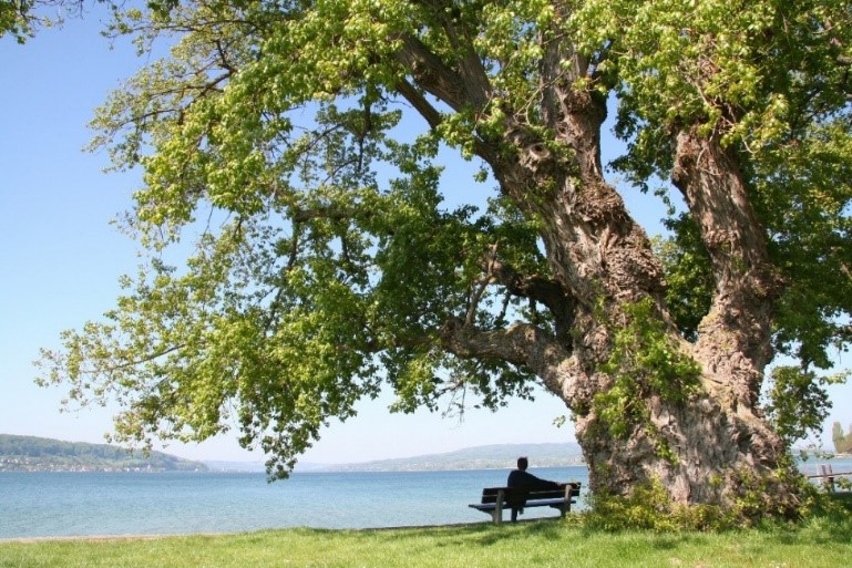 man gesessen auf einer Bank unter einem Baum am See 