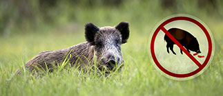 Wildschwein in Wiese -