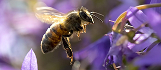 Blühpakt Bayern; das Bild zeigt Biene auf Blume