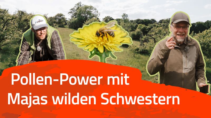 NSG Landshut: Seltene Aufnahme von Wildbienen beim Schlafen