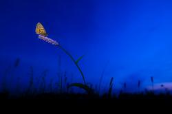 Schmetterling auf Grashalm vor dunkelblauem Hintergrund