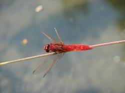 Libelle mit rotem Leib sitzt auf Halm.