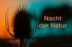 Karde im Abendlicht mit Text Nacht der Natur