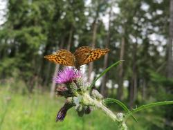 Gelbbrauner Schmetterling auf einer Distel an einem Waldrand