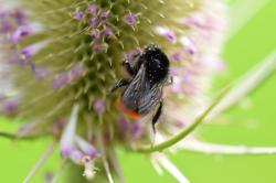 Schwarzen Hummel mit rotbraunem Hinterteil saugt an der Blüte einer Karde.