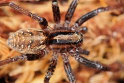 Eine braune Spinne mit dunkler Zeichnung auf Waldboden