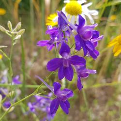 eine Ackerpflanze mit mehreren dunkelvioletten Blüten auf einem Feld 