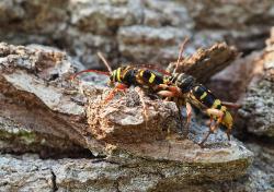 Zwei schwarz-gelb gestreifte Insekten auf Steinen