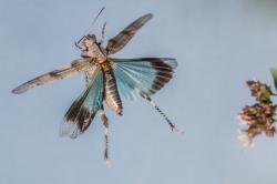 Eine Heuschrecke mit blauen Flügeln fliegt