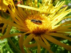 Biene sitzt auf gelber Blume