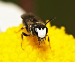 Eine dunkle Biene mit einer weißen Zeichnung im Gesicht sitzt auf einer gelben Blume.