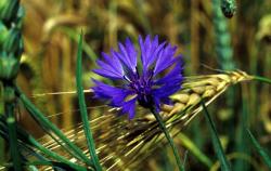 Eine blaue Blume blüht in einem Getreidefeld, erkennbar an einer Getreideähre
