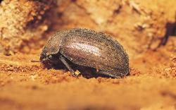 Ein brauner Käfer ist auf braunem Substrat zu sehen.