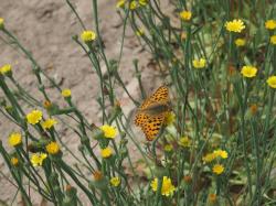 Schmetterling sitzt auf einer gelben Blüte, im Hintergrund Ackerboden