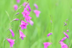 Pinkfarbene Blüten der Sumpfgladiole vor grünem Hintergrund