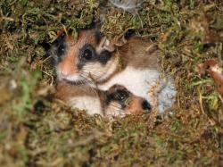 Zwei Gartenschläfer kuscheln sich in ein Nest aus Moos