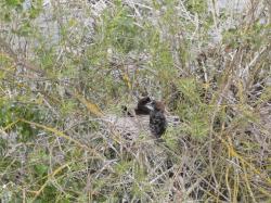 Blick von oben auf das Nest mit zwei braunschwarzen Vögeln