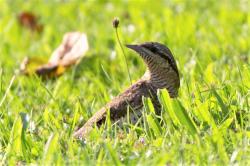 Ein Wendehals, ein kleiner Spechtvogel mit braun-grau-schwarzer Färbung und dunklen, langen Augenstreifen befindet sich auf einer Wiese.