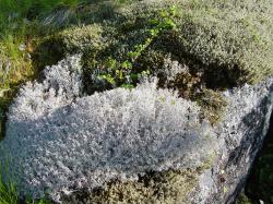 Eine silbergraue Flechte mit üppigem Wuchs ist neben anderen Moosen und Flechten zu sehen.