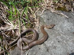 Eine hellbraune Schlange mit leichter Musterung am Rücken liegt auf einem grauen Stein.