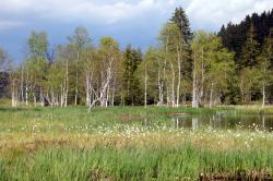 Ein Moorbirkenwald mit den charakteristischen, weißen Stämmen der Birken, ist im Hintergrund sichtbar, davor ein Moorteich und feuchte Wiesen.