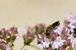 Eine kleine Wildbiene mit großen dunklen Augen, dunklen Fühlern, bestäubt mit etwas Blütenstaub sitzt auf Dost-Blüten.