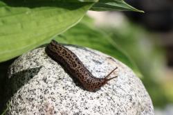 Eine schwarz-braun gemusterte Schnecke kriecht über einen hellen Stein. Links lappen große Blätter eines Baumes, Strauches oder einer Staude über den Stein.