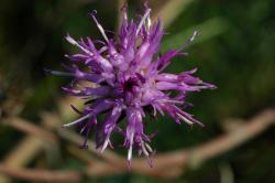 Eine einzelne Blüte einer violetten Blume von oben betrachtet.