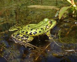 Ein grüner Frosch sitzt im Wasser eines Teiches.