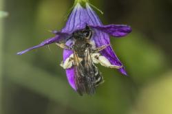 Eine graue Schuppensandbiene verschwindet halb in einer Glockenblume.
