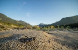 Eine Gefleckte Schnarrschrecke sitzt auf sandig-erdigem Grund vor einem Bergpanorama.