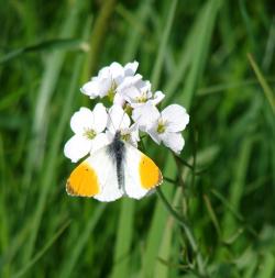 Ein Schmetterling mit charakteristischen orangen Flecken auf den hauptsächlich weißen Flügeln sitzt auf dem Blüten von Wiesenschaumkraut.