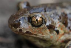 Der Kopf bis Brustbereich einer Knoblauchkröte im Profil, ein Auge blickt den Betrachter an.