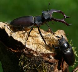 Ein männlicher und ein weiblicher Hirschkäfer treffen sich auf einem Stück Holz.