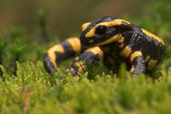 Ein Feuersalamander geht durch Moos. Das Foto ist in Augenhöhe des Tieres aufgenommen, er blickt mit einem Auge in die Kamera.