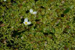Zwei weiße Blüten in einem Gewässer in grünem Bättern.