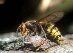 Gelbschwarzes Insekt sitzt auf einem Stein