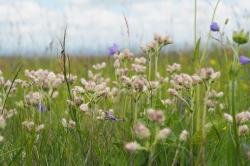 Pflanzen mit weißen Blüten in Form von Katzenpfötchen