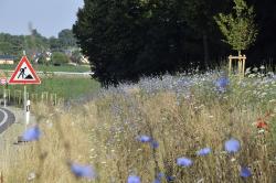 Blaue Wegwarten wachsen am Straßenrand, der das Bild im vorderen Bereich dominiert. Im Hinergrund ist ein Straßenschild, ein Dorf und etwas Wald zu erkennen.