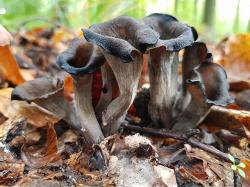 Füllhornförmige Pilze wachsen aus einem Waldboden.,
