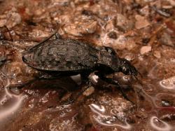 Ein dunkler Käfer läuft teils durch Wasser teils durch feuchtes Laub