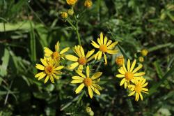 Mehrere gelbe Blüten des Wasser-Greiskrautes in Grünland.