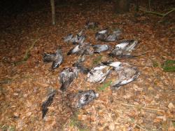 Mehrere tote Greifvögel liegen auf Herbstlaub.