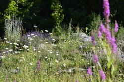 Ein Naturgarten mit verschiedenen üppig wachsenden Sommerpflanzen,  unter anderem Wilde Möhre, Wiesensalbei und Kartäusernnelke-