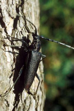 Großer dunkler Käfer mit langen Fühlern klettert rauen Baumstamm hoch